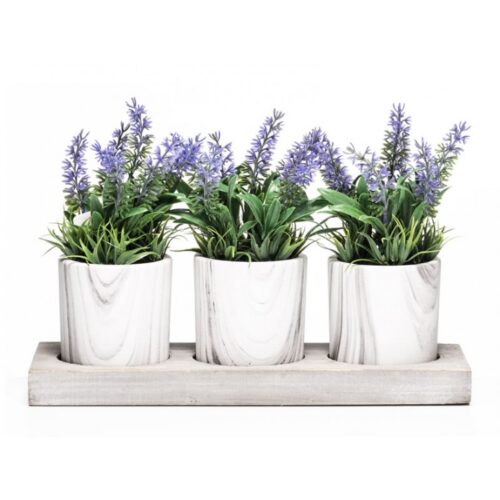 Set of 3 pots of Lavender Plants