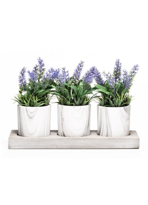 Set of 3 pots of Lavender Plants