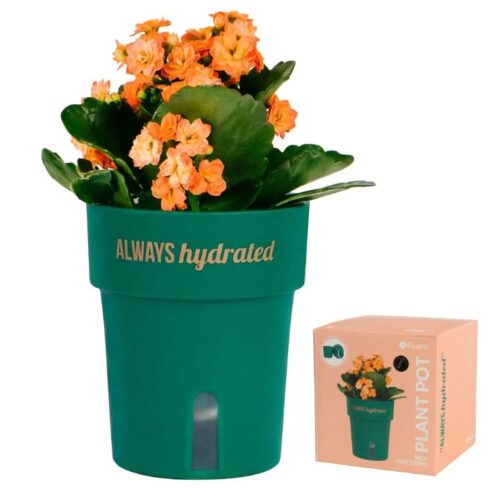 A person holding the inner basket of a teal Fisura self-watering plant pot with cotton wicks dripping water into the outer reservoir base, featuring a pothos plant and the text "Always Hydrated" in gold.