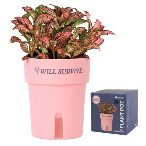 A pastel pink Fisura self-watering plant pot featuring a vibrant red-veined Fittonia plant and the slogan "I Will Survive" printed across the rim, displayed next to its original blue packaging box.